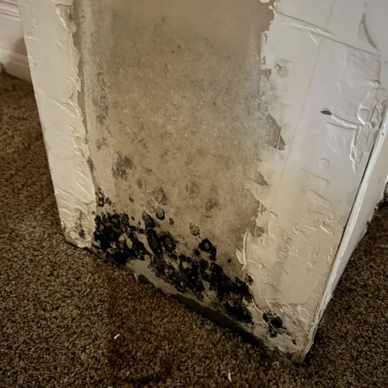 Professional Mold Removal in Sylacauga, AL